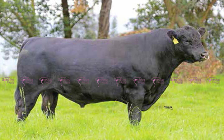 ROI Charlesnoir 6A388