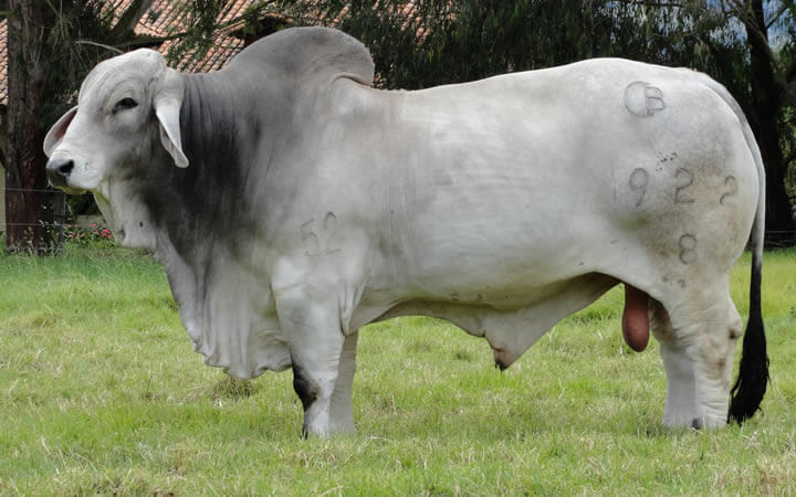 Andalucia Abel 922/8