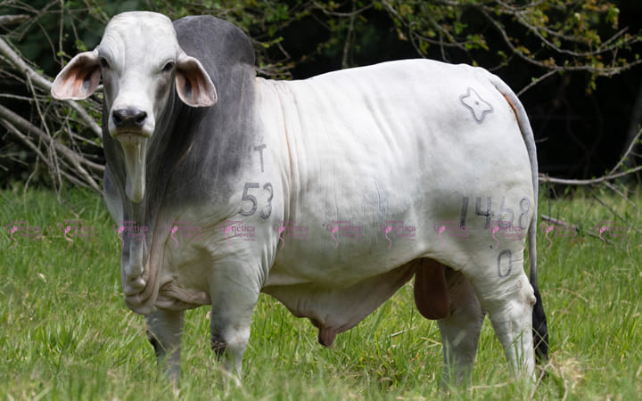 Cauchitos Prescot Pancho