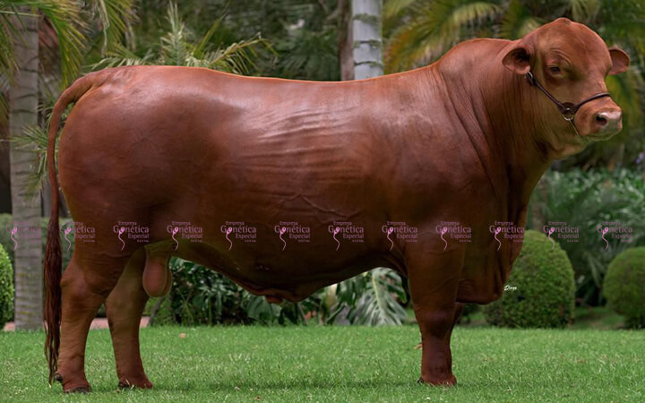 La Victoria Salvador 555-21