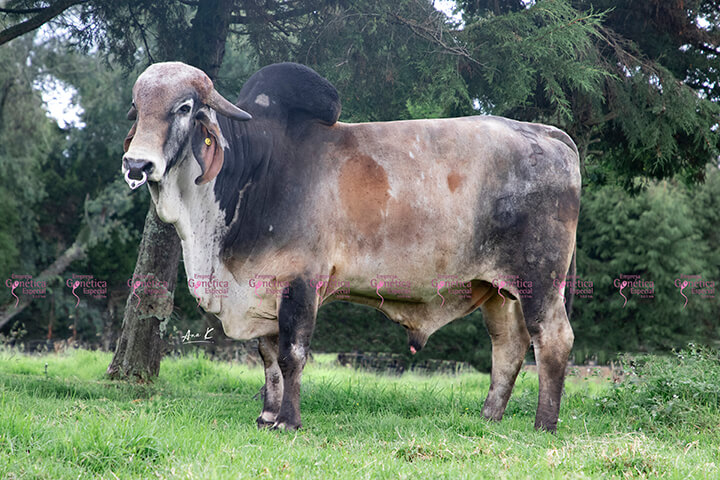 Cantalagua Sergio T.E 571/66