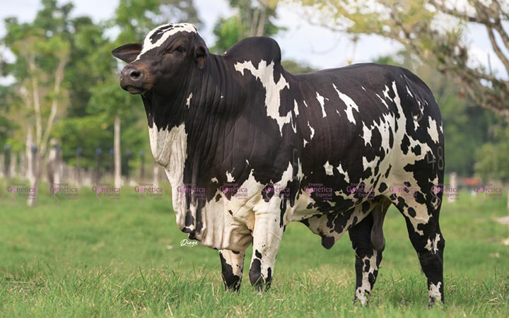 Alabama FS Ares T.E.